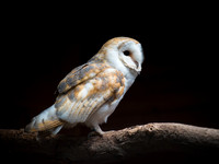 Barn_Owl