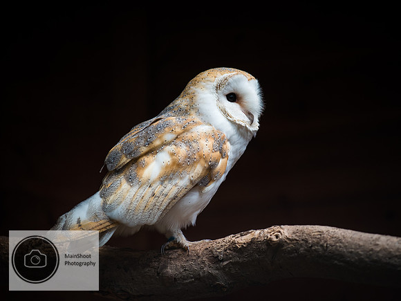 Barn_Owl