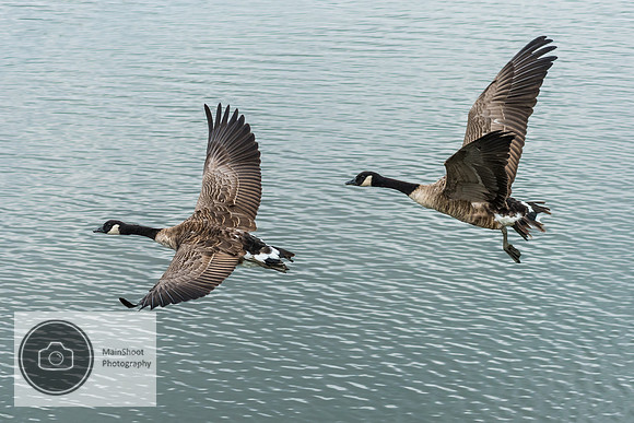 Canadian_Geese_in_Flight