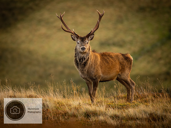 Highland_Stag