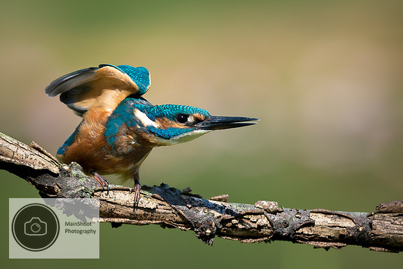 Kingfisher_Takeoff