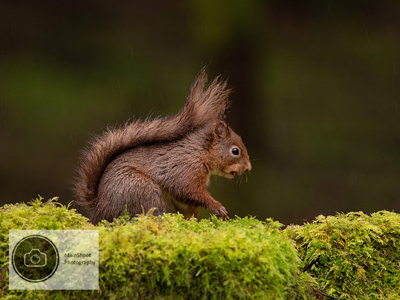 Red_Squirel_in_the_Rain